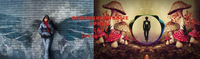 Галлюциногенные грибы Psilocybe  хочу   Кашин 